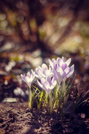 The first spring flowers. A flower blooms. New life. Spring came. Warming, melted snow. Crocuses. Crocuses bloomの写真素材