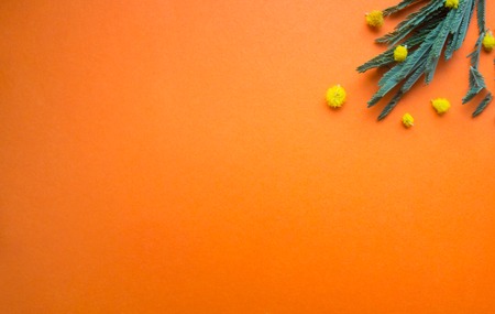 A branch of mimosa on an orange background. Flowers on a plain background. Isolated branch. Orange background.の写真素材