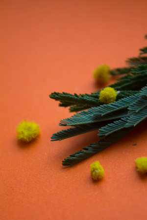 A branch of mimosa on an orange background. Flowers on a plain background. Isolated branch. Orange background.の写真素材