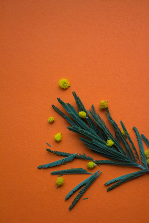 A branch of mimosa on an orange background. Flowers on a plain background. Isolated branch. Orange background.の写真素材