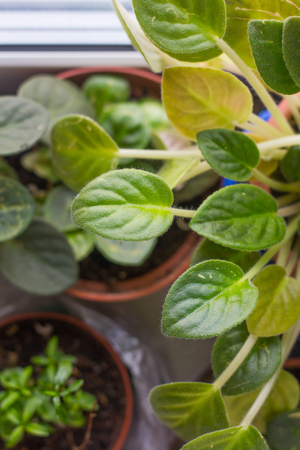 Home flower violet. Home indoor plant. Perennialの写真素材