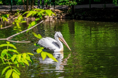 Pelican in the lake at the zoo. Big bird Bird in captivity. Bird in the zoo. Unhappy animal.の写真素材