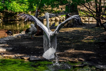 Pelican in the lake at the zoo. Big bird Bird in captivity. Bird in the zoo.の写真素材
