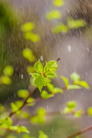 Blossoming birch branch. Spring came. Hi spring. Spring blooming foliage. Natural natureの写真素材