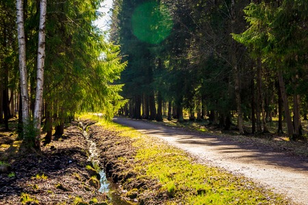 Sunny spring park urban. Warms in the park. Foliage blooms and the grass turns green. Russian park....