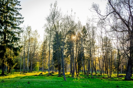 Sunny spring park urban. Warms in the park. Foliage blooms and the grass turns green. Russian park. May.の写真素材