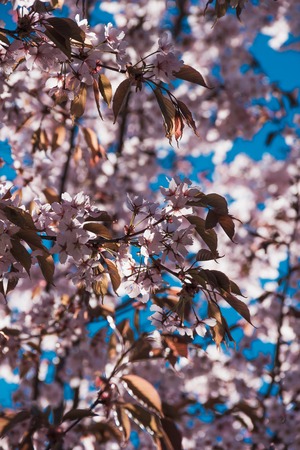 Flowering Japanese tree - Sakura. Pink flowering tree. Fragrant tree. Beautiful floral backgroundの写真素材