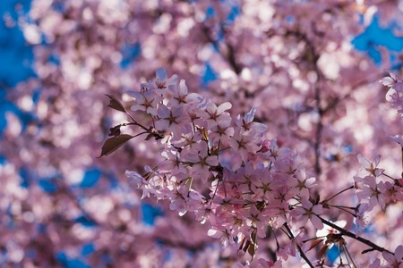 Flowering Japanese tree - Sakura. Pink flowering tree. Fragrant tree. Beautiful floral backgroundの写真素材