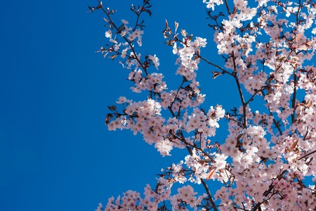 Flowering Japanese tree - Sakura. Pink flowering tree. Fragrant tree. Beautiful floral backgroundの写真素材