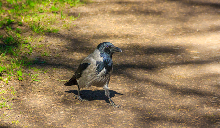 crow walking along the path. black crow. wild birdの写真素材