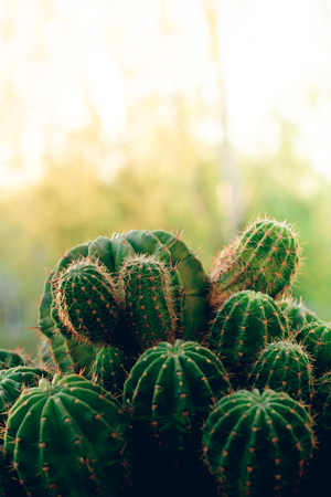 Many cactus in one pot. Home flower. Spiny flowerの写真素材
