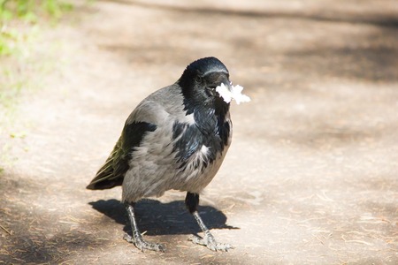 crow walking along the path. black crow. wild birdの写真素材