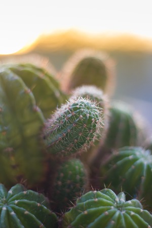 Many cactus in one pot. Home flower. Spiny flowerの写真素材