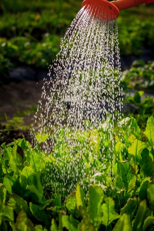 Watering of beds from a watering can. Care of beds. Caring for plants. Water stream downの写真素材
