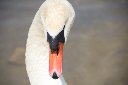 White swan on the lake. Beautiful white bird.の写真素材