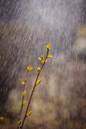 The first leaves of the bush. Dissolving leaflet. The beginning of spring. Getting warmer