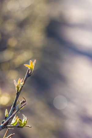 The first leaves of the bush. Dissolving leaflet. The beginning of spring. Getting warmer