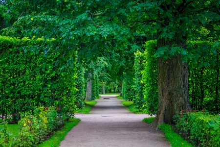 Summer paths of the park. Green alleys. Grass, foliage, trees. Bright park. Summer Park Backgroundの写真素材