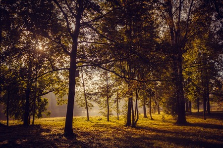Morning misty autumn park. Misty morning. Fog in the park. Picture autumn park. Background foggy autumn park. Park at sunrise in autumnの写真素材