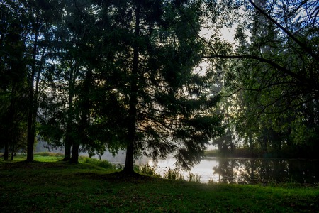 Morning misty autumn park. Misty morning. Fog in the park. Picture autumn park. Background foggy autumn park. Park at sunrise in autumnの写真素材