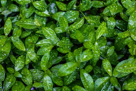 Drops of water on the leaves. Background green leaves and drops. Green pictureの写真素材