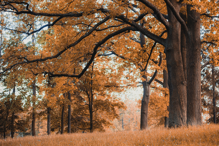 Autumn park in the morning in cloudy weather. Picture autumn park. September landscapes in the park. Overcast weather. Park alleysの写真素材