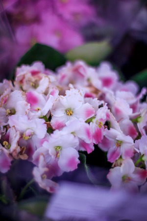 Ready bouquets in the supermarket. Variety of colors. Packed Bouquetsの写真素材