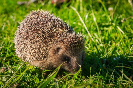 hedgehog crawling on the green grass. Wild cute animal. Thorny animal. Hedgehog pricklyの写真素材