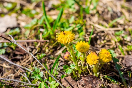 Mother and stepmother in the grass grows. Yellow flowers. Primrosesの写真素材