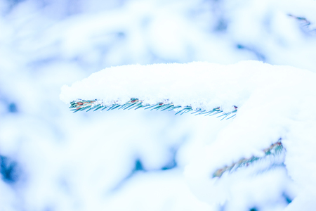 Branch spruce with snow. White snow lies on the branch of spruce. Winterの写真素材