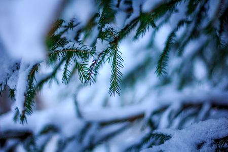Branch spruce with snow. White snow lies on the branch of spruce. Winter
