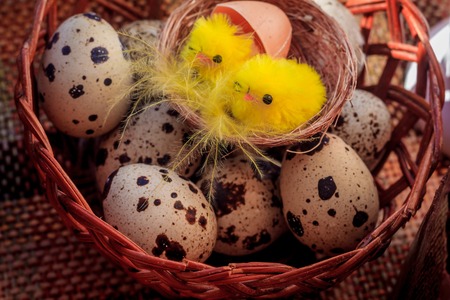 Painted quail eggs. Small quail eggs. Easter. traditions. egg coloringの写真素材