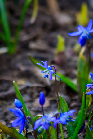 Bees eat from a blue flower. The bee is eating. Blue spring flower