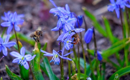 Bees eat from a blue flower. The bee is eating. Blue spring flowerの写真素材