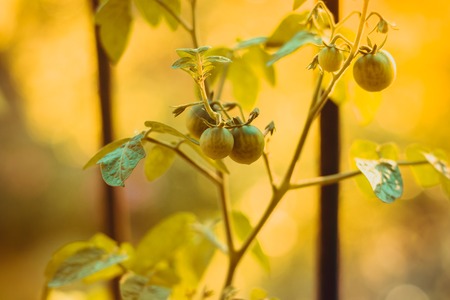 Small balcony tomatoes. Tomatoes on the branch. Cherry tomatoesの写真素材