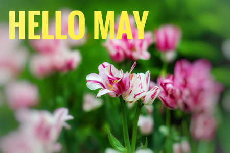 Banner hello may. Welcome picture. New month. Warm month. the month of May. Spring month. Hi spring.の写真素材