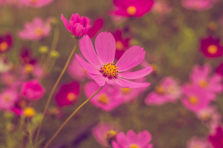 Pink summer flowers. Pink toning in the photo. Pink flowers and pink toning. Natural flowers .の写真素材