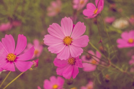 Pink summer flowers. Pink toning in the photo. Pink flowers and pink toning. Natural flowers .の写真素材
