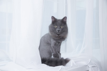 Gray domestic cat on the windowsill.の写真素材