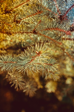 Vetka ate. All-season green tree.の写真素材