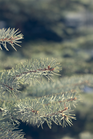 Vetka ate. All-season green tree.の写真素材