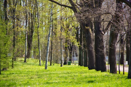 Spring Park. Park in May. Park in spring in sunny weather.の写真素材