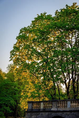 Spring evening park. Park at sunset. Evening sun Russian park. Park in the green. Urban Park. evening in the parkの写真素材