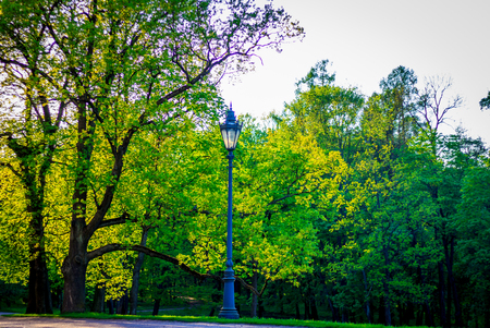 Spring evening park. Park at sunset. Evening sun Russian park. Park in the green. Urban Park. evening in the parkの写真素材