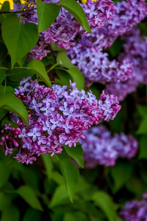 The branches of the bush are lilac. Lilac flowers. Bush flowers.の写真素材