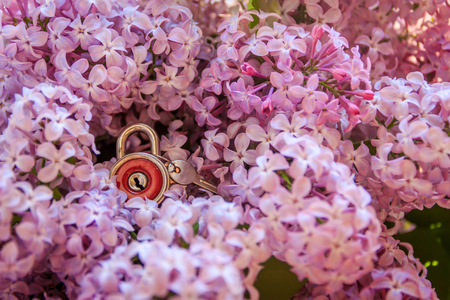 The branches of the bush are lilac. Lilac flowers. Bush flowers.の写真素材