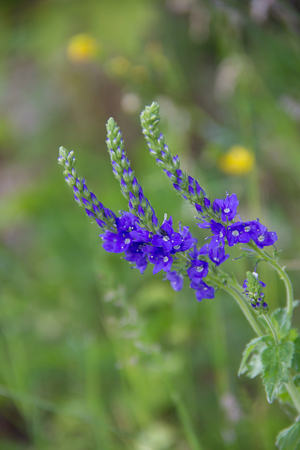 Summer blue wildflowers. Flowers in the field. Blooming flowersの写真素材