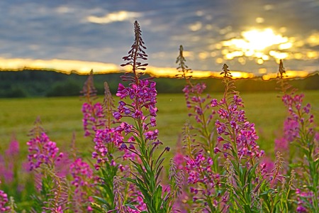 Summer field landscape. Russian open spaces. Field and sky Summer field backgroundの写真素材