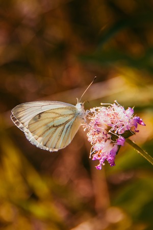 A white moth sits on a pink flower. Little moth Insectの写真素材