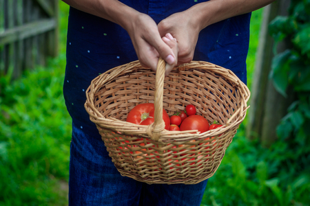 Basket with tomatoes. Homemade vegetables. Agriculture. Basket of vegetables Tomatoesの写真素材